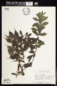 Baptisia leucophaea image