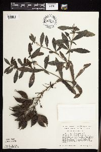 Baptisia leucophaea image