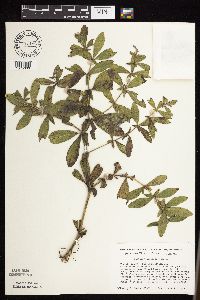 Baptisia leucophaea image