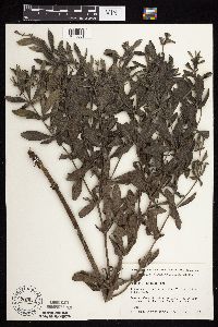 Baptisia leucophaea image