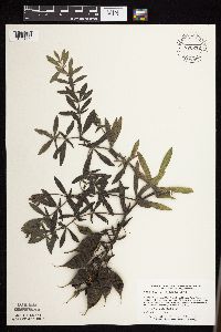 Baptisia leucophaea image