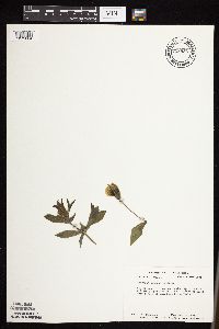 Baptisia leucophaea image