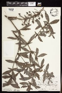 Baptisia leucophaea image