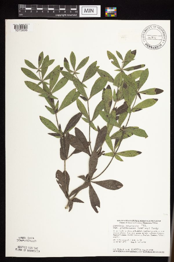 Baptisia bracteata image