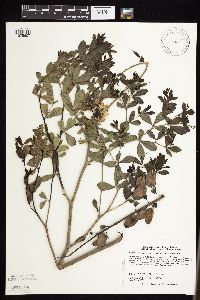 Baptisia leucophaea image