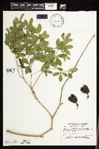 Baptisia leucophaea image