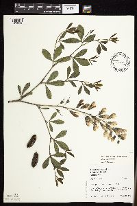 Baptisia lactea image
