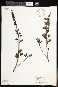 Baptisia leucophaea image