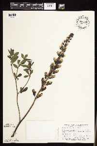 Baptisia lactea image