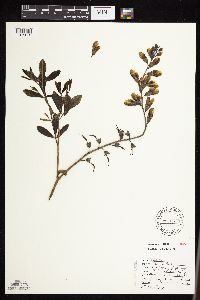 Baptisia leucophaea image