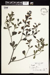 Baptisia leucophaea image