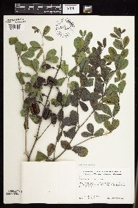 Baptisia lactea image