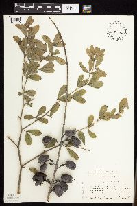 Baptisia lactea image