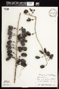 Baptisia leucophaea image