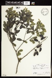 Baptisia leucophaea image