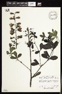 Baptisia leucophaea image