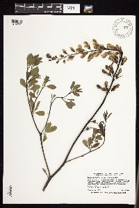 Baptisia leucophaea image