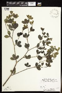 Baptisia leucophaea image