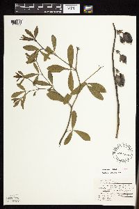 Media resource of Baptisia alba