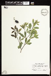 Baptisia leucophaea image