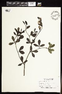 Baptisia leucophaea image