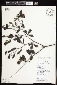 Baptisia lactea image