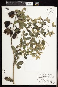 Baptisia leucophaea image