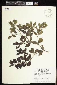 Baptisia leucophaea image