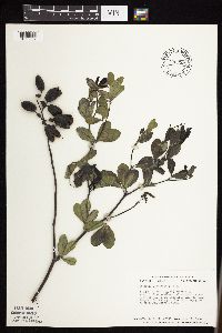 Baptisia lactea image
