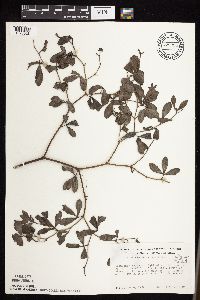 Baptisia lactea image