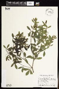 Baptisia lactea image