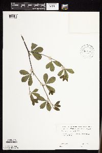 Baptisia lactea image
