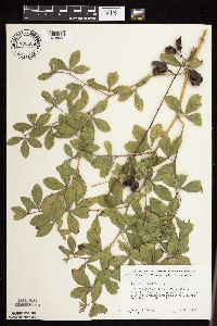 Baptisia lactea image