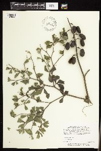 Baptisia leucophaea image