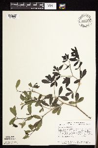 Baptisia lactea image