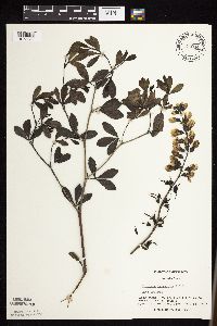 Baptisia lactea image