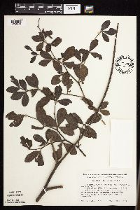 Baptisia lactea image