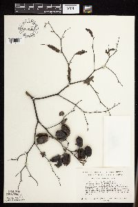 Baptisia lactea image