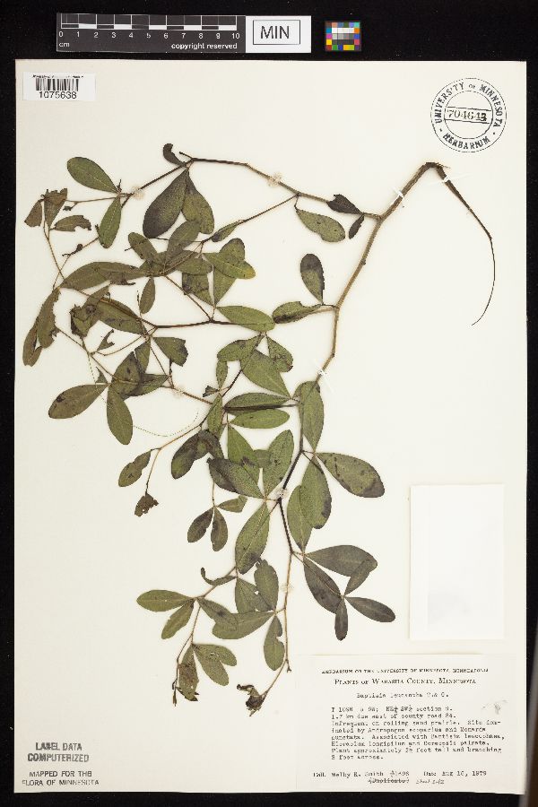 Baptisia lactea image