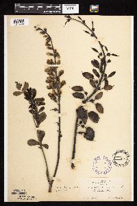 Baptisia lactea image