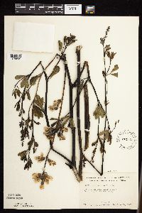 Baptisia lactea image