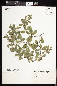 Baptisia lactea image