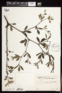 Baptisia lactea image