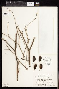 Baptisia lactea image