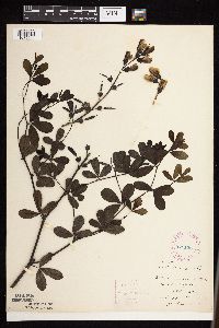 Baptisia lactea image