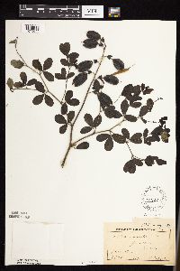 Baptisia lactea image