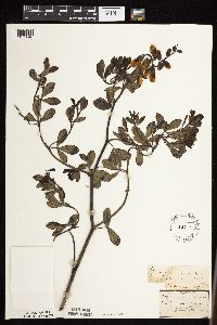 Baptisia leucophaea image