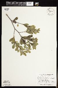 Baptisia lactea image