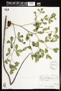 Baptisia leucophaea image