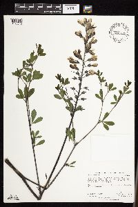 Baptisia leucophaea image